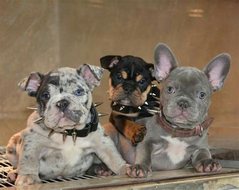 The Many Colors Of The French Bulldog