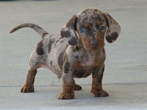 Weiner Dogs Are The Cutest Want It Want It Want It Want It Weiner