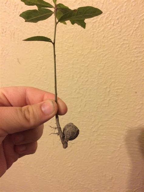 I Pulled Up A Baby Oak Tree With The Acorn Still Attached R