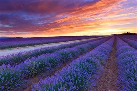 Sunrise Over Lavender Field Wallpaper Luxe Walls Removable Wallpapers
