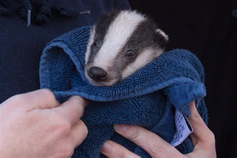 Badger Babies The Ultimate Guide Assorted Animals