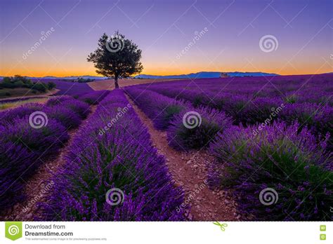Tree In Lavender Field At Sunset Stock Image Image Of Summer