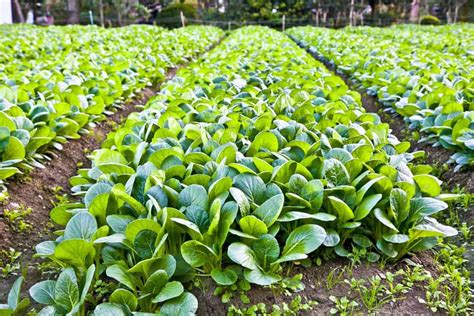 How To Plant Spinach Complete Growing Guides
