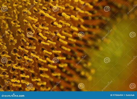 Beautiful Pollen Sunflower Flora Stock Photo Image Of Orange Beauty