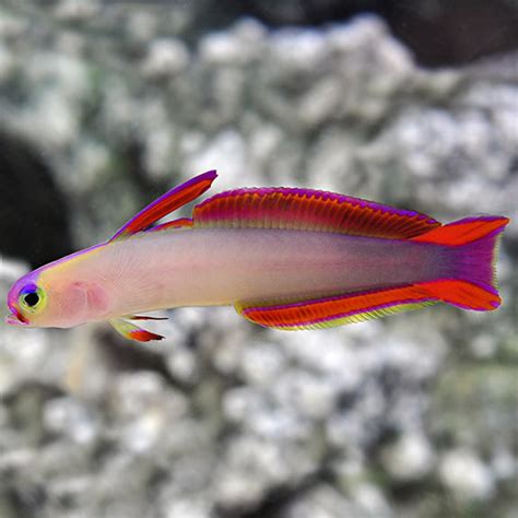 Firefish Purple Saltwater Aquarium Fish For Marine Aquariums