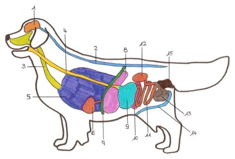 Innere organe findest du in großer auswahl bei mein haustiershop kauf auf rechnung große auswahl hohe qualität viele angebote schneller ver… Golden Retriever Kennel "Tweedverness..." FCI-VDH-GRC - Organe
