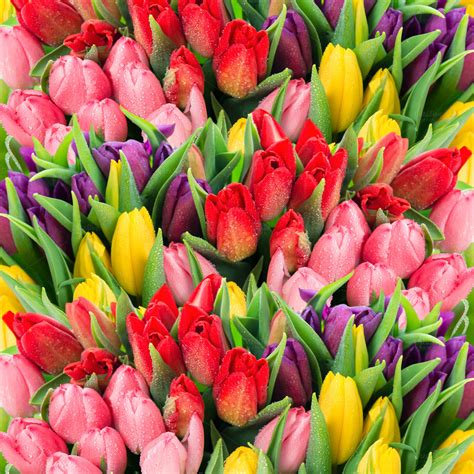 Fresh Spring Tulip Flowers ~ Nature Photos On Creative Market