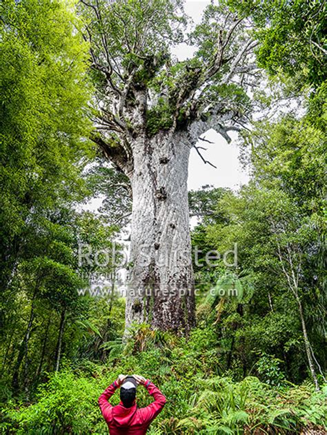 Tane Mahuta Giant Kauri Tree Agathis Australis Photographed By
