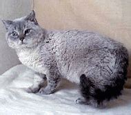 Facts About Cats Selkirk Rex Cat Breed Information