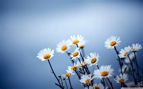 Daisy Wallpapers Top Free Daisy Backgrounds Wallpaperaccess