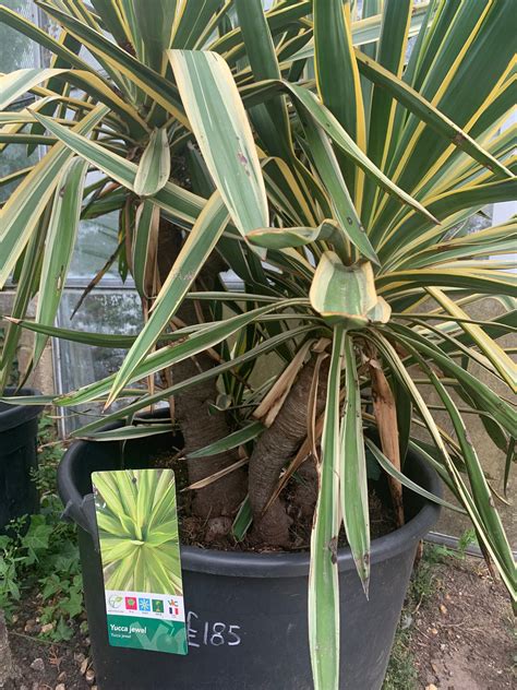 Yucca jewel - The Gardeners Paradise