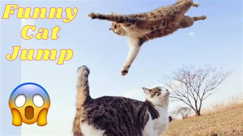 The Funny Cat Jump Fail Compilation 2022🐈‍⬛🐈 Youtube
