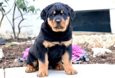 Rottweiler puppies for adoption in pa. Free Rottweiler Puppies In Pa | PETSIDI