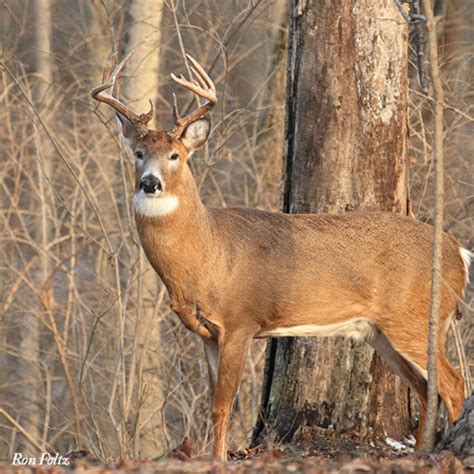 Deer Hunting Public Lands Kentucky Department Of Fish And Wildlife