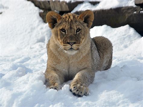Philadelphia Zoo Lion Cubs Play In Seasons Biggest Snow Philly