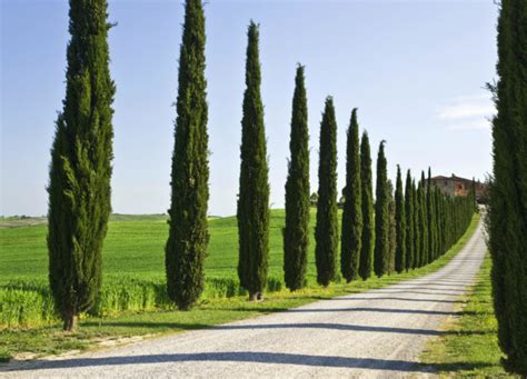 7 razões para comprar um carro na kavak carros com certificados de qualidade todos os nossos carros passam por uma inspeção de até 240 itens para garantir sua qualidade. Kavak Ağacının Özellikleri Nelerdir? » Bilgiustam