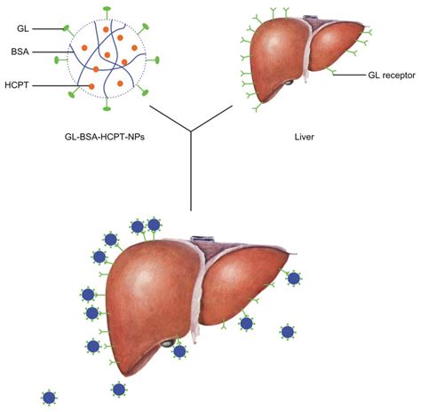 Most relevant best selling latest uploads. Diagram showing how the liver may interact with ...