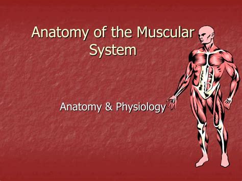 Ppt Anatomy Of The Muscular System Powerpoint Presentation Free
