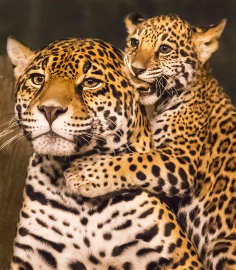 Tiny Wonders Experience The Cuteness Overload As A Jaguar Cub Bonds