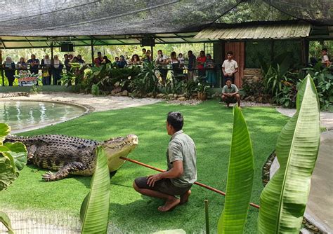 Selama rekreasi di taman ini wisatawan juga bisa melakukan kunjungan ke pabrik pt. Harga Tiket Taman Buaya Langkawi / Crocodile Adventureland ...