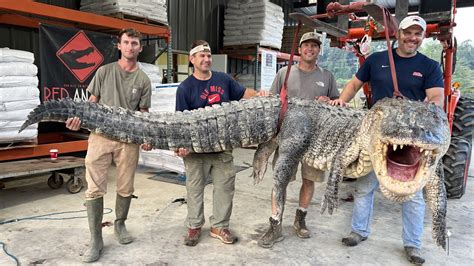 800 Pound Gator Is Caught Plus Must See Idalia Aerial View Gun