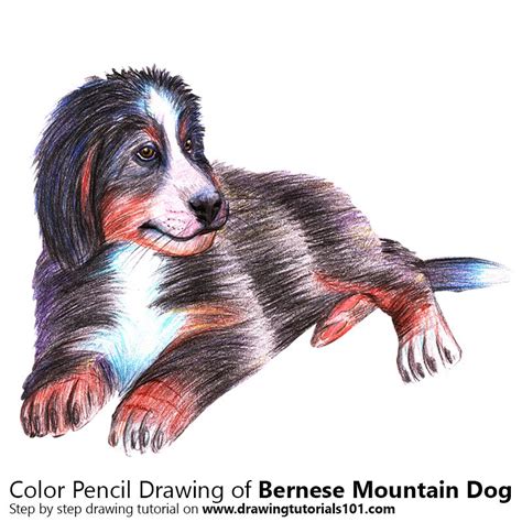 A Bernese Mountain Dog Colored Pencils Drawing A Bernese