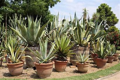 Agave Plants Pots Growing Potted Plant Care