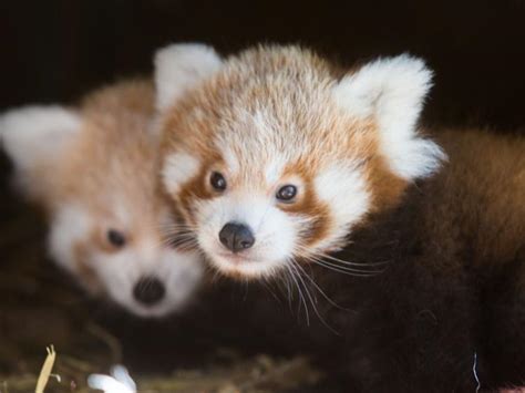 Cuddly Red Panda Twins Born At Fota Wildlife Park Need Names Kildare Now