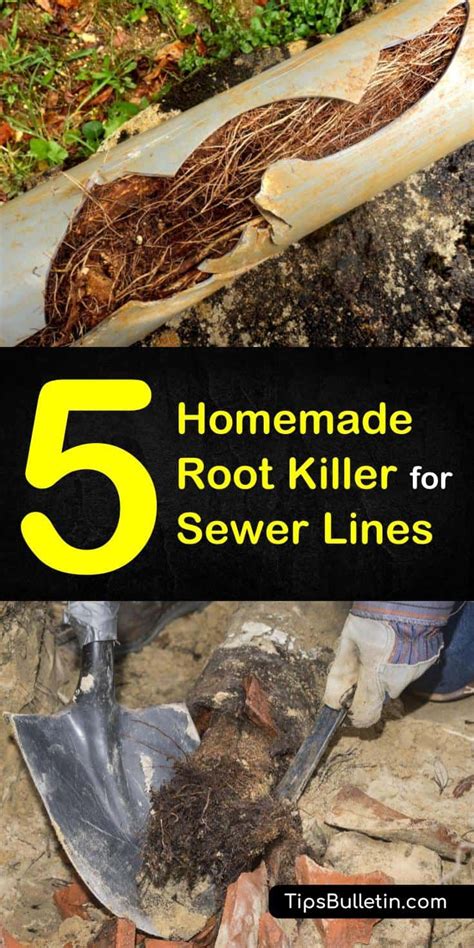 Homemade Root Killer For Sewer Lines Tips And Recipes Recipe Kill Tree Roots Kill Tree