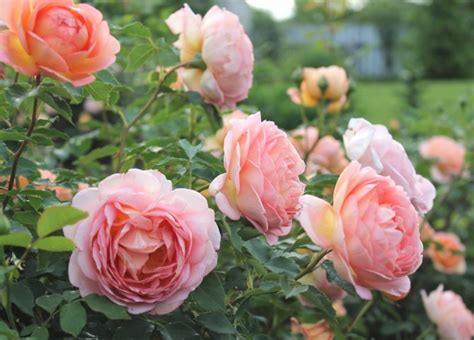 Кущові троянди опис і фото кращих сортів для саду