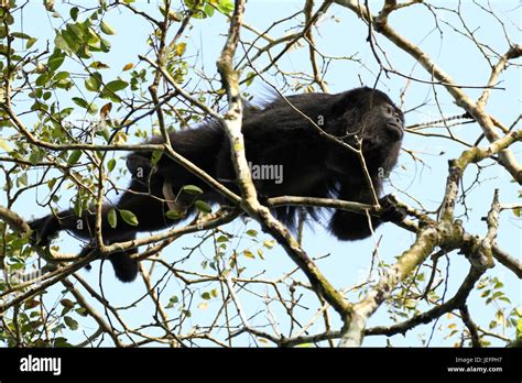 Mono Aullador Negro De Guatemala Macho Fotografía De Stock Alamy