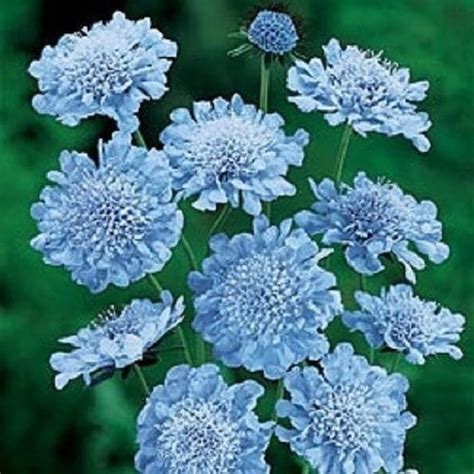 25 Light Blue Pincushion Scabiosa Perennial Flower Seeds Etsy