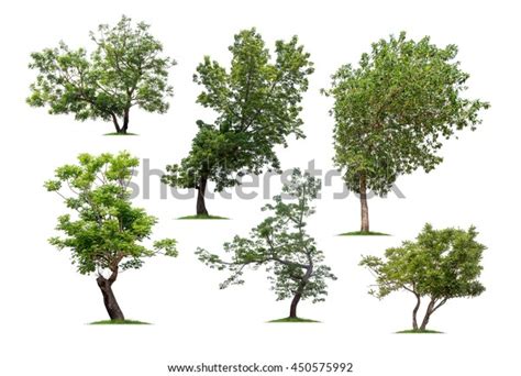 Collection Tree Isolated On White Background Stock Photo 450575992