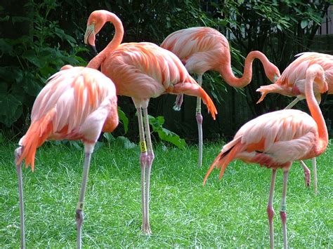 Flamingo Nature Adventure