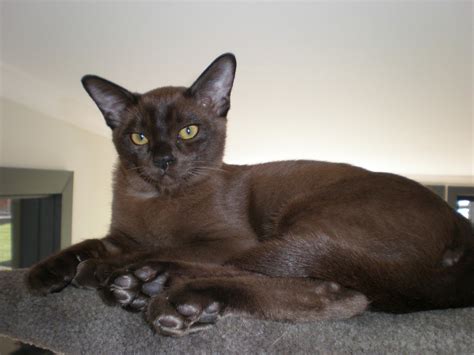 Some Very Amazing And Beautiful Photos Of Burmese Cats