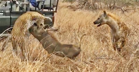 Watch Warthog Gives Leopard The Slip With Some Help From A Charging