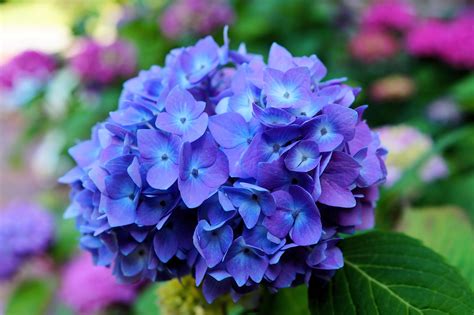 Blue Hydrangea