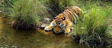 Bardia National Park Royal Bengal Tiger To See In Bardia