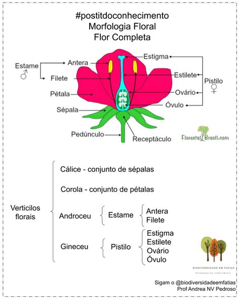 Morfologia da flor completa Introdução à Angiospermae