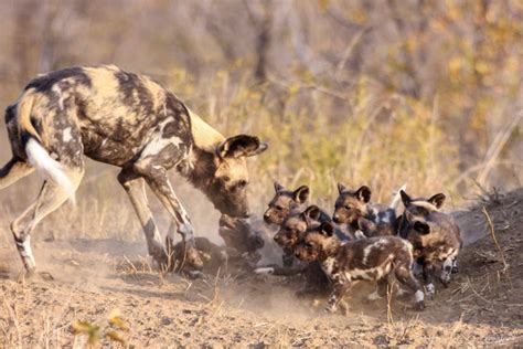 12 Adorable Wild Dog Puppies Africa Geographic