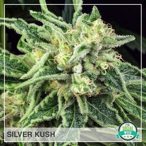 Silver Kush The Social Weed