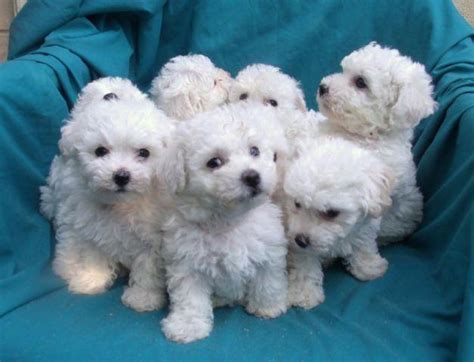 69 Pure Breed Bichon Frise For Sale Photo Bleumoonproductions