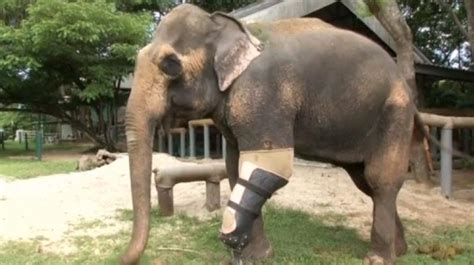 Thai Elephant Gets Her Ninth Prosthetic Leg