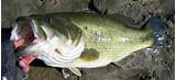 Photos of Bass Lake Fish Species