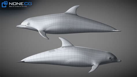 3d Animated Bottlenose Dolphin Download And Buy 3d Profestionnal