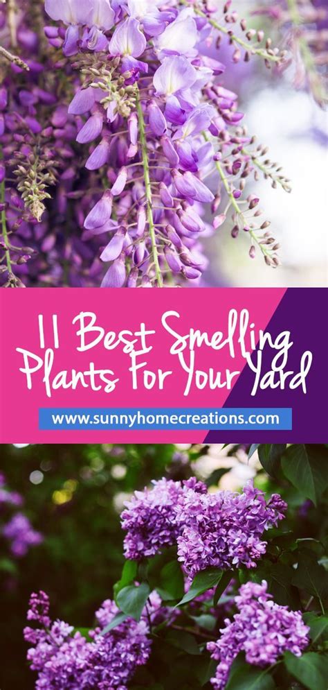 We did not find results for: 11 Best Smelling Plants for Your Yard - Most Fragrant ...