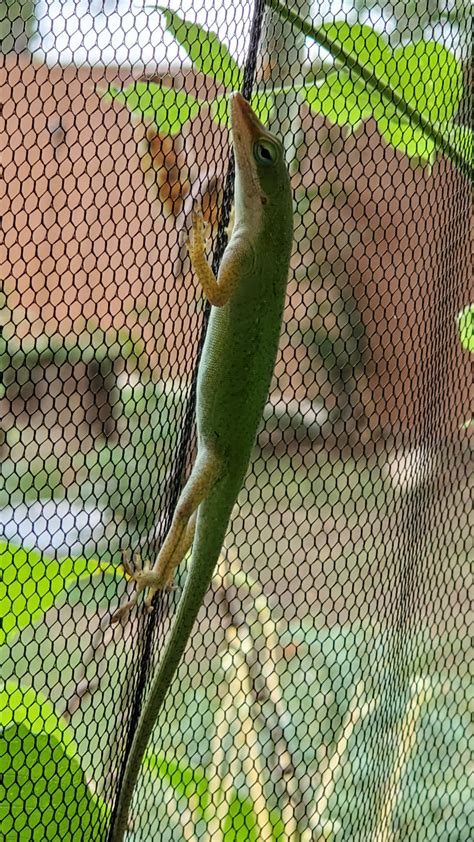 A Green Anole In Sa Tx I Want To Know If She Is Fervidpregnant R