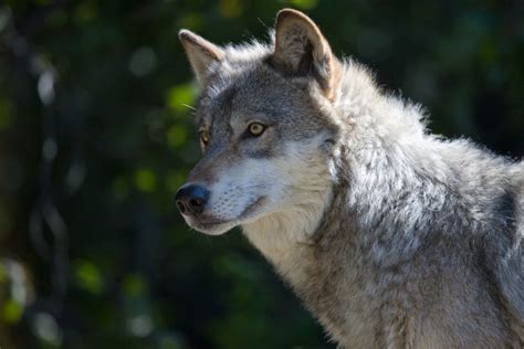 Defend Gray Wolves In Montana Wildearth Guardians