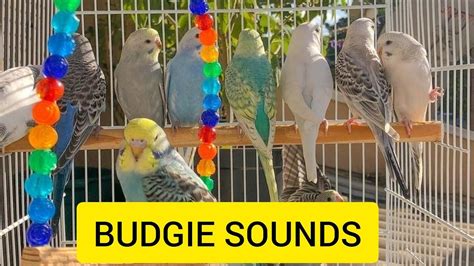 Singing Budgie Happy Song For Lonely Birds To Make Them Happy Budgie