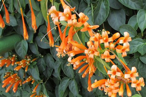 Shop variety of indoor and outdoor flowering plants. Orange Flowers on a Vine by ce3Design on DeviantArt